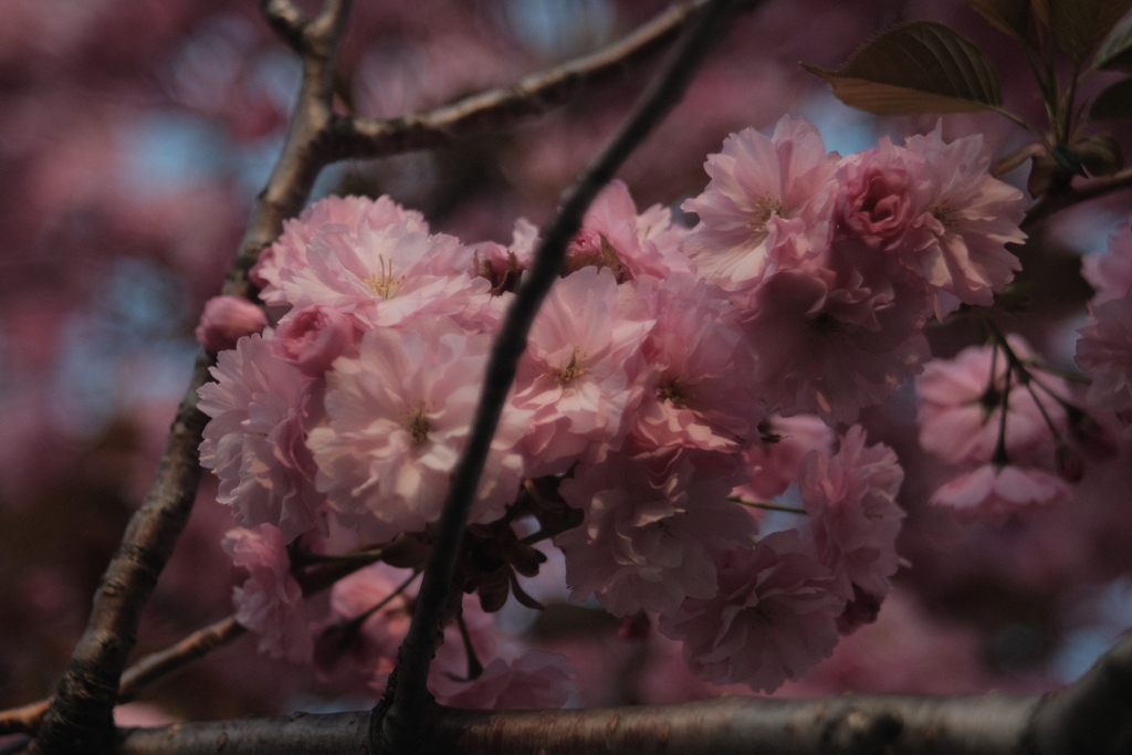 R5.05.10_夕方散歩