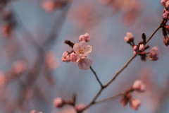 R4.04.25_桜④