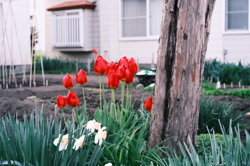 R5.05.12_夕方散歩①