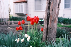 R5.05.12_夕方散歩①