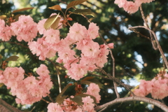 R5.05.11_夕方散歩⑧