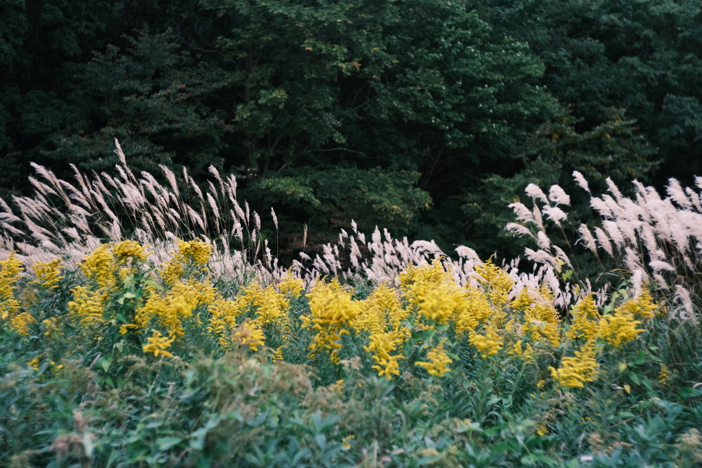 R5.09.30_夫婦登山_藻岩山⑬