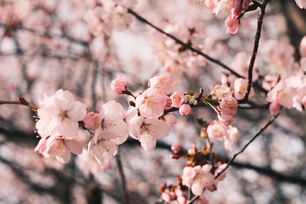 R5.04.21_桜を撮りに③