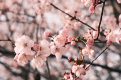 R5.04.21_桜を撮りに③