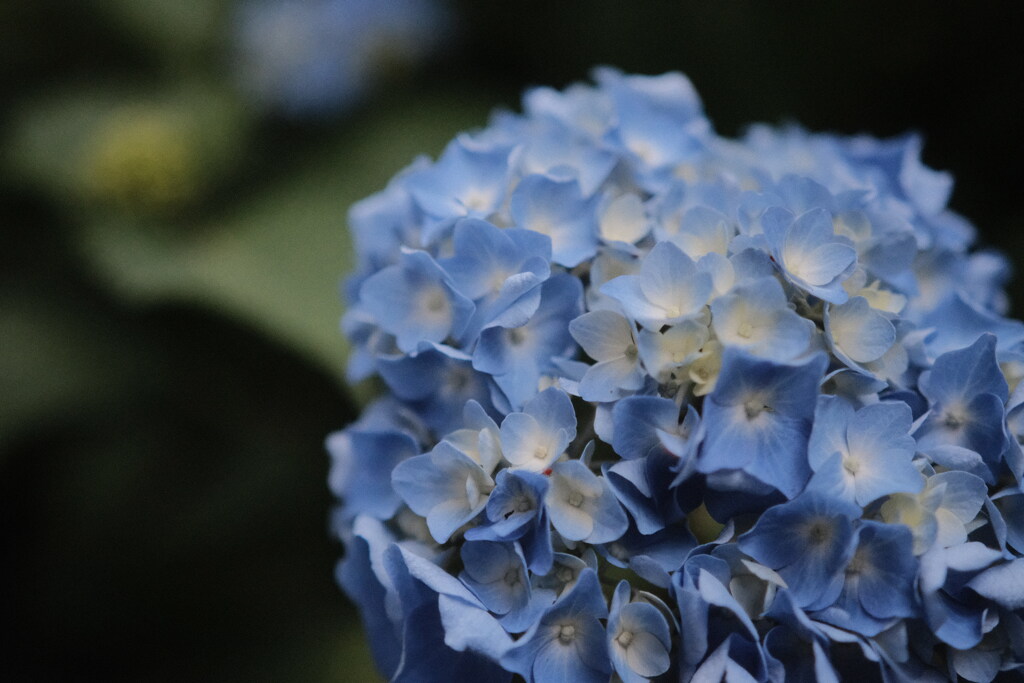 R4.06.05_三木あじさいフローラ①