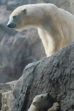 R4.04.29_旭山動物園③
