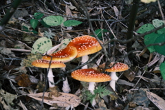 R5.10.08_夫婦登山_暑寒別岳⑰