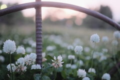 R4.06.04_夕方の明石公園　