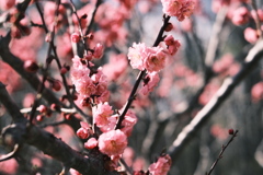 R5.04.30_リベンジ平岡公園梅まつり④