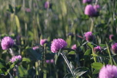 R4.06.08_夕方散歩①