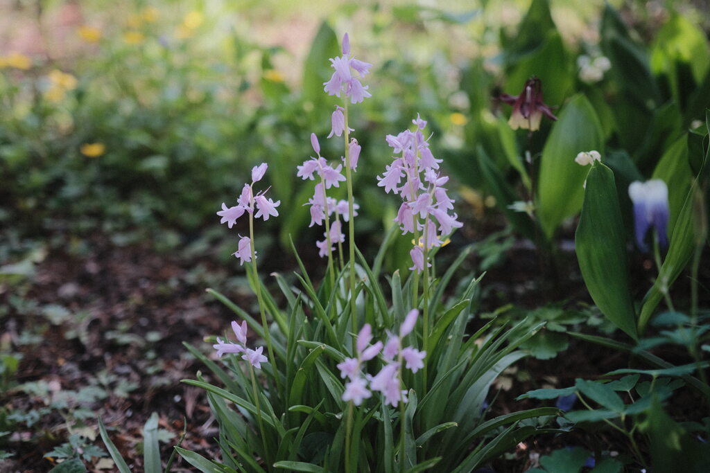 R4.05.30_夕方散歩①