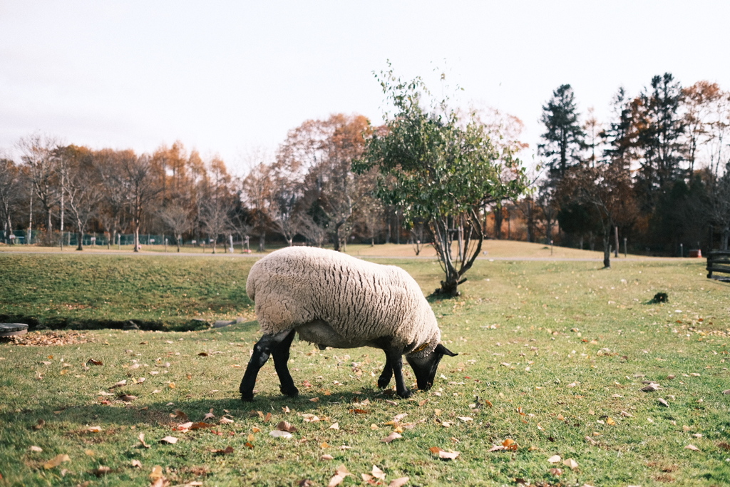 R7.11.08_夫婦温泉旅行in函館③
