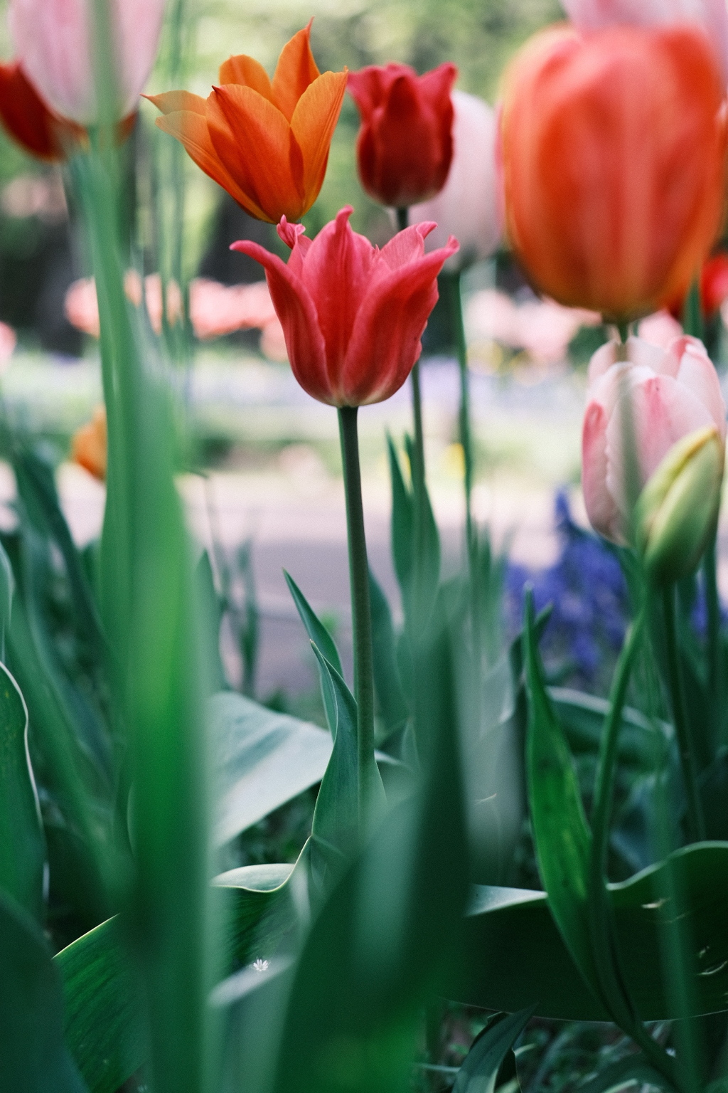 R5.05.13_札幌円山公園⑤