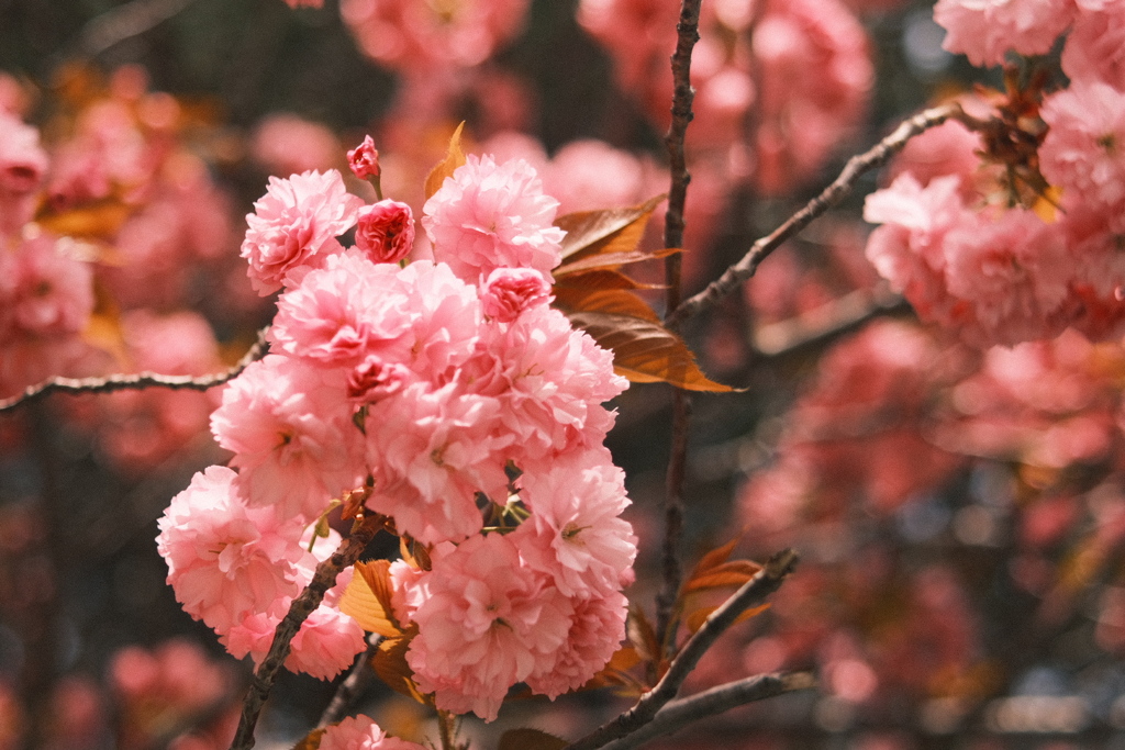 R5.05.07_近場散歩②