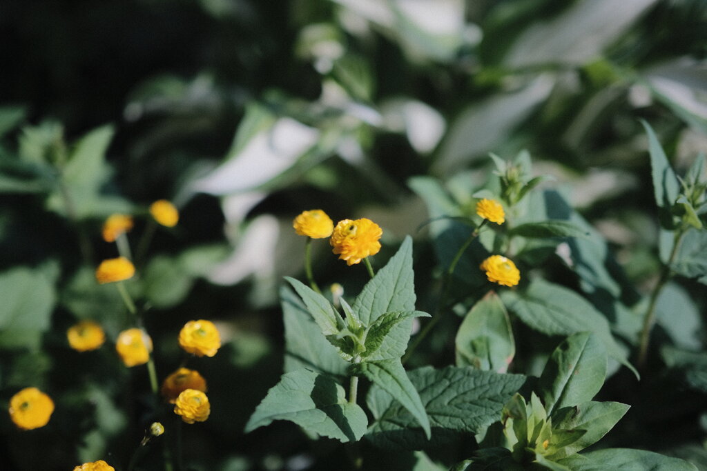 R4.05.30_夕方散歩②