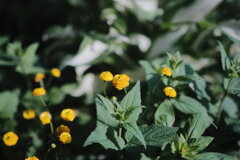 R4.05.30_夕方散歩②