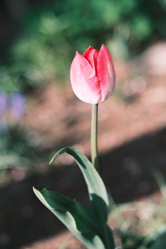 R5.05.07_近場散歩⑪