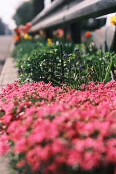 R5.05.07_近場散歩⑮