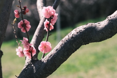 R5.04.30_リベンジ平岡公園梅まつり①