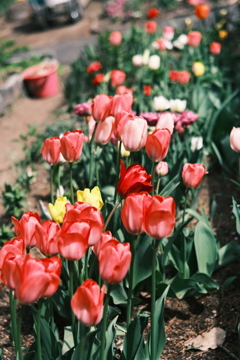 R5.05.07_近場散歩㉔