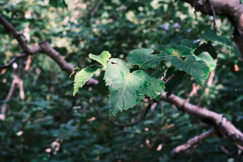 R5.08.12_夫婦・妹北海道知床旅行1日目_羅臼岳①
