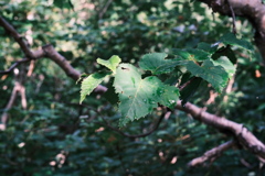 R5.08.12_夫婦・妹北海道知床旅行1日目_羅臼岳①