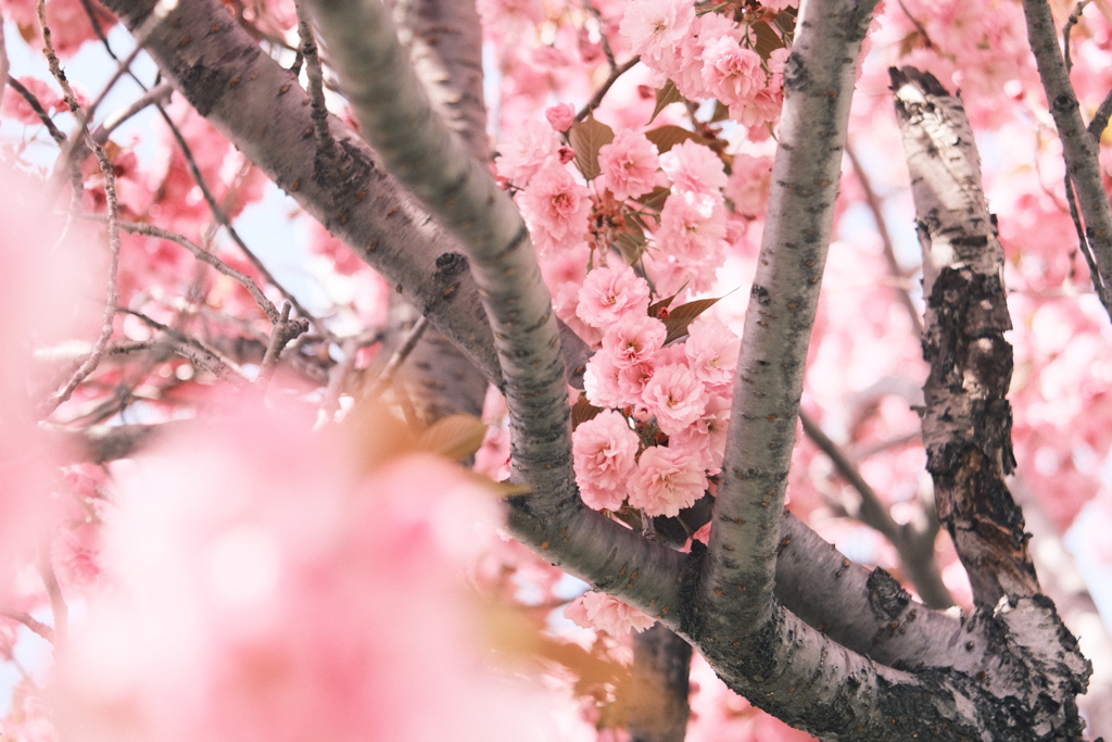 R5.05.07_近場散歩④