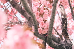 R5.05.07_近場散歩④