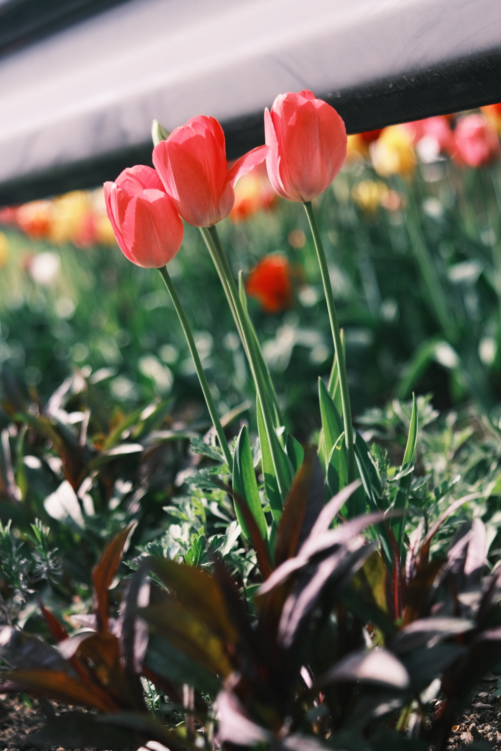 R5.05.07_近場散歩㉖