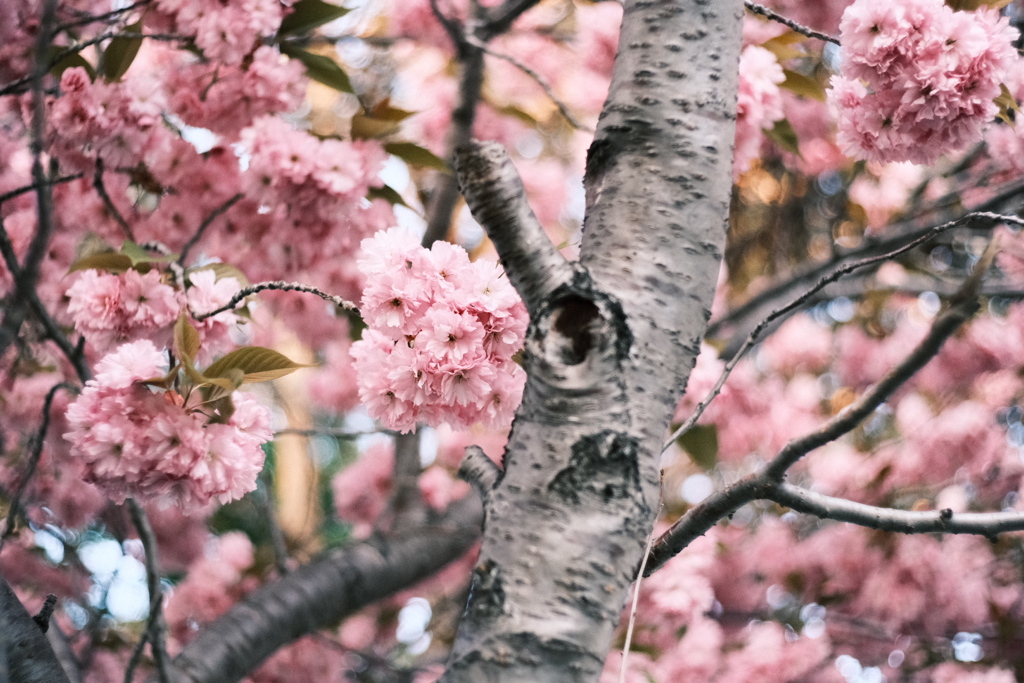 R5.05.12_夕方散歩③