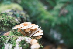 R5.09.10_夫婦登山_恵庭岳①