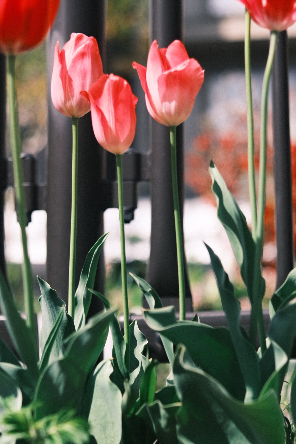 R5.05.07_近場散歩⑩