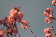 R4.05.10_夕方散歩④