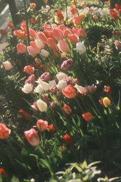 R5.05.11_夕方散歩⑤