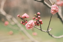 R5.04.22_平岡公園梅まつり③