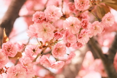 R5.05.07_近場散歩⑤