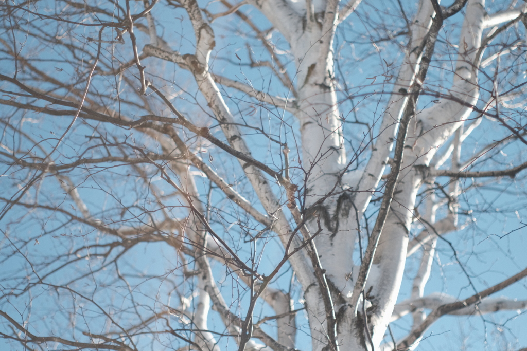 R4.01.19_在宅ワーク中の昼休み①