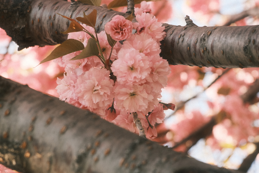 R5.05.11_夕方散歩⑦