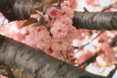 R5.05.11_夕方散歩⑦