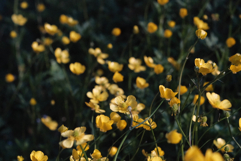 R4.06.08_夕方散歩②