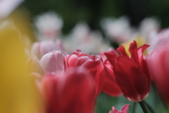 R4.05.15_円山公園②