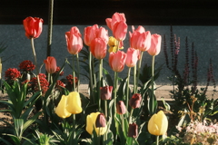 R5.05.11_夕方散歩⑥