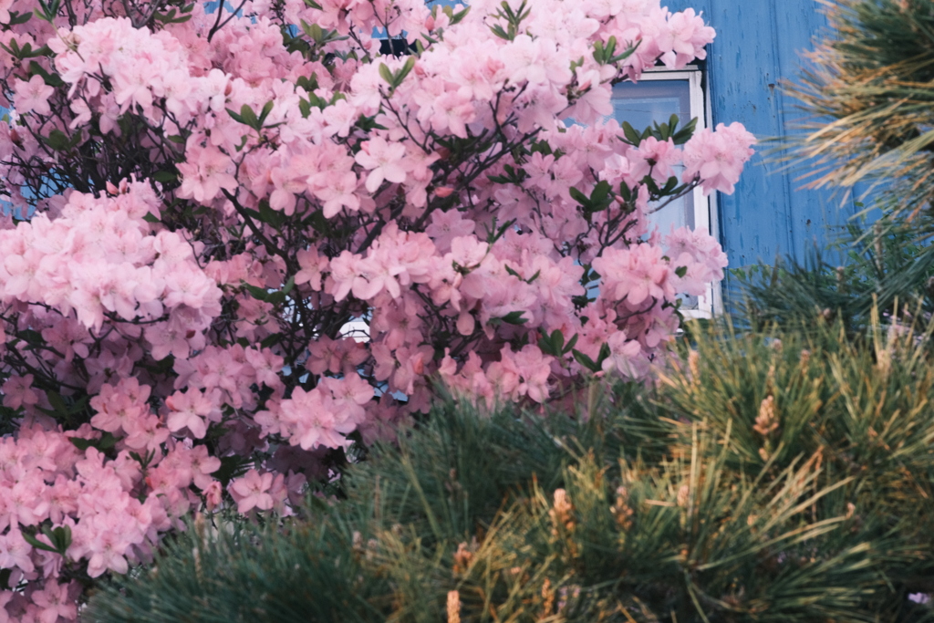 R5.05.11_夕方散歩①