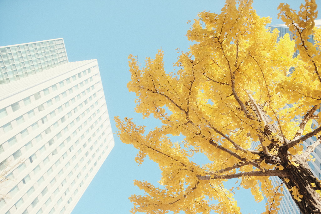 R3.11.06_北海道旧庁舎前①