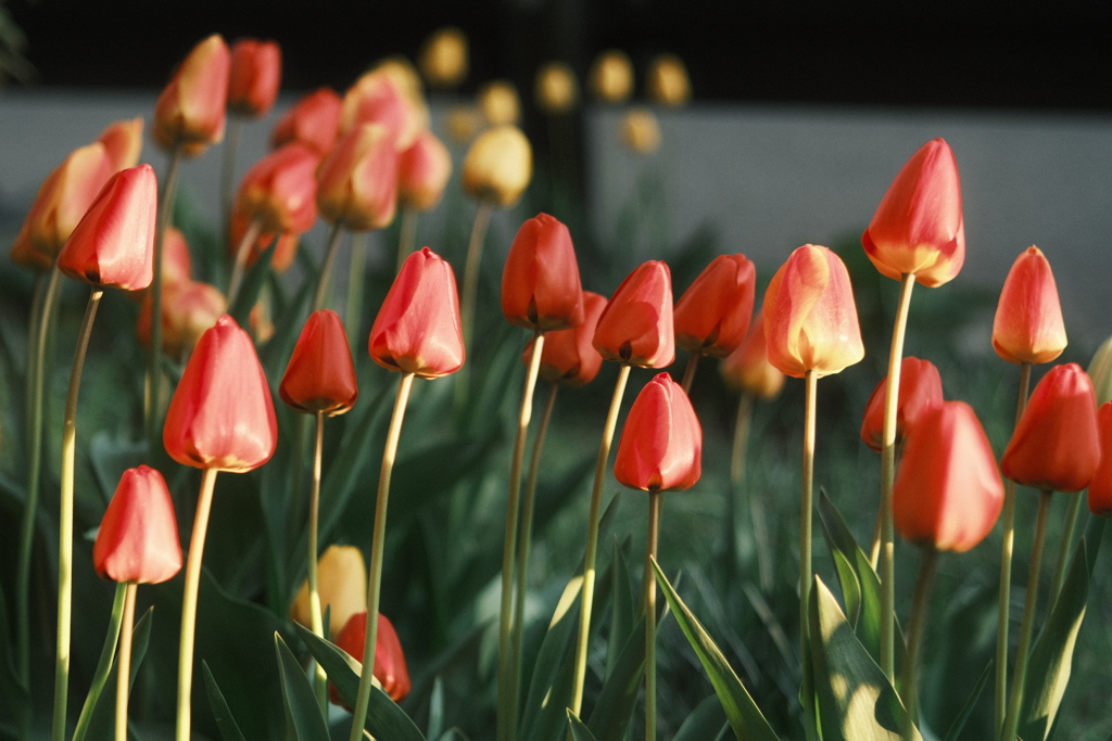 R5.05.03_夕方散歩⑦