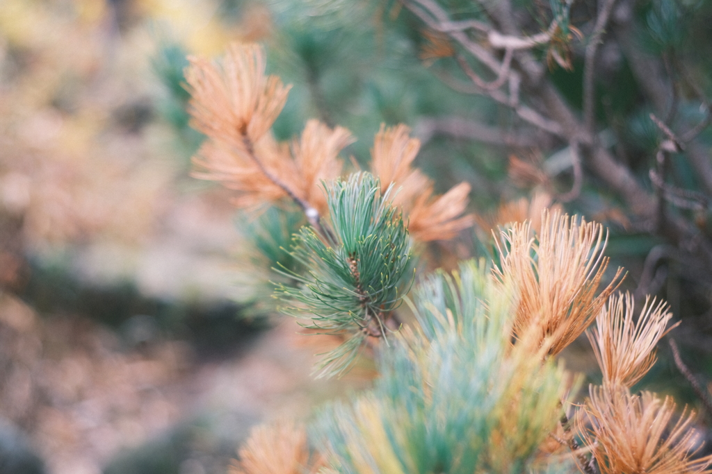 R5.10.08_夫婦登山_暑寒別岳⑦