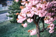 R5.05.12_夕方散歩②