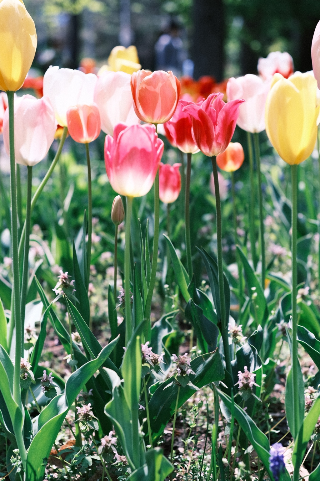 R5.05.13_札幌円山公園⑥