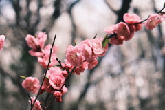 R5.04.30_リベンジ平岡公園梅まつり㉓