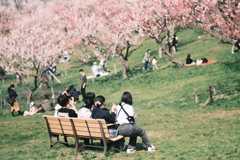 R5.04.30_リベンジ平岡公園梅まつり⑩